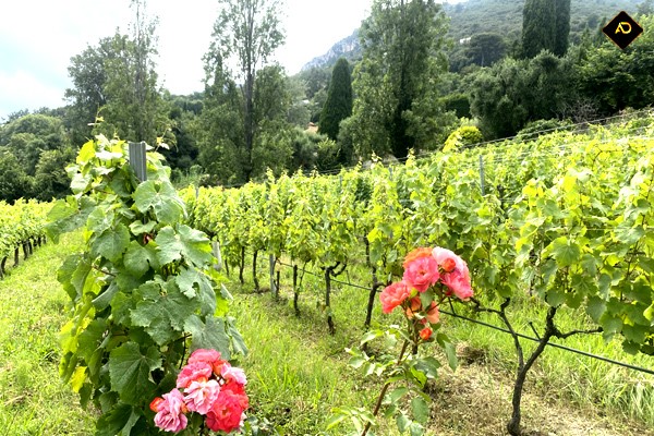 Cave du Domaine des hautes collines
